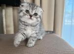 Oreo - Scottish Fold Kitten For Sale - Yardley&comma; PA&comma; US