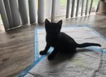 2 girls 2 boys - Domestic Kitten For Sale - Columbus&comma; IN&comma; US
