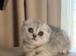 Milk - Scottish Fold Kitten For Sale - 