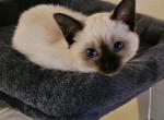 Siamese seal point cff registered - Siamese Kitten For Sale - Enola&comma; PA&comma; US