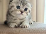 Daisy - Scottish Fold Kitten For Sale - Yardley&comma; PA&comma; US