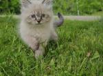 Kitties - Himalayan Kitten For Sale - Ross Corners&comma; NY&comma; US
