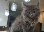 Greyson - Maine Coon Kitten For Sale - Monroe&comma; OH&comma; US