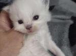 Lilac Princess 2 - Ragdoll Kitten For Sale - Columbia&comma; MD&comma; US