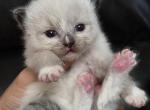 Seal Pt Prince 3 - Ragdoll Kitten For Sale - Columbia&comma; MD&comma; US