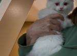 Prince charming - Ragdoll Kitten For Sale - 