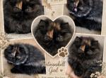 Tortoiseshell - Persian Kitten For Sale - Clay&comma; PA&comma; US