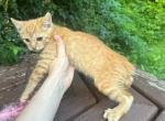 Bobtail  red male - American Bobtail Kitten For Sale - 