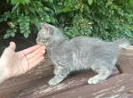 Grey girl  American bobtail kitten - American Bobtail Cat For Sale - Philadelphia&comma; PA&comma; US