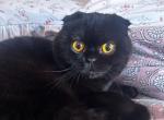 Black Scottish Fold - Scottish Fold Kitten For Sale - 
