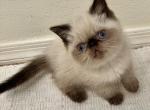 COOPER Seal Point - Exotic Kitten For Sale - Prescott Valley&comma; AZ&comma; US