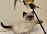 COOPER Seal Point - Exotic Kitten For Sale - Prescott Valley&comma; AZ&comma; US