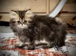 Darla Litter Eli - Persian Kitten For Sale - 
