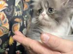 Darla Litter E - Persian Kitten For Sale - 