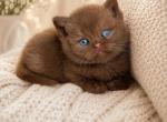 Cinnamon British Kitten with odd eyes - British Shorthair Kitten For Sale - Tacoma&comma; WA&comma; US