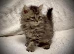 Amelia Selkirk Rex Persian Litter F - Selkirk Rex Kitten For Sale - Uxbridge&comma; MA&comma; US