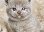 Fawn British Kitten with odd eyes - British Shorthair Kitten For Sale - Tacoma&comma; WA&comma; US