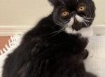 STASH Black and White - Exotic Kitten For Sale - Prescott Valley&comma; AZ&comma; US