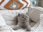 Lilac Scottish - Scottish Straight Kitten For Sale - Chicago&comma; IL&comma; US