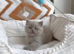 Lilac Scottish - Scottish Straight Kitten For Sale - Chicago&comma; IL&comma; US