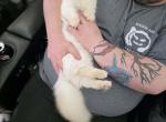 Junior - Minuet Kitten For Sale - 