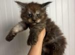 Black Smoke Male - Maine Coon Kitten For Sale - 