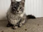 Barney - Maine Coon Kitten For Sale - 