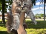 Verona Female - Maine Coon Kitten For Sale - Kansas City&comma; MO&comma; US
