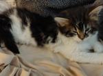 Georgia - Maine Coon Kitten For Sale - Dayton&comma; OH&comma; US