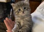 Domestic kittens - Domestic Kitten For Sale - Bridgeton&comma; NJ&comma; US