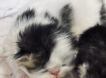 National winner - Persian Kitten For Sale - Joplin&comma; MO&comma; US