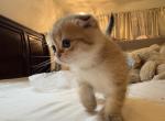 Theo the Scottish fold boy - Scottish Fold Kitten For Sale - 