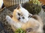 Portland Lula Scottish Fold Kitty - Scottish Straight Kitten For Sale - Portland&comma; OR&comma; US