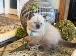 Portland Luis Scottish Straight Kitten - Scottish Straight Kitten For Sale - Portland&comma; OR&comma; US