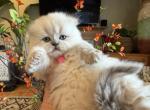 Portland Liana Scottish Fold Kitty - Scottish Fold Kitten For Sale - Portland&comma; OR&comma; US