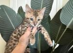 Brown Male - Bengal Kitten For Sale - Rocklin&comma; CA&comma; US