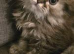 Lilo - Maine Coon Kitten For Sale - 