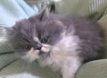 Koky - Persian Kitten For Sale - 