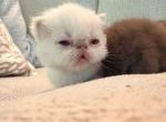Ms Crystal Cookie - Exotic Kitten For Sale - TN&comma; US
