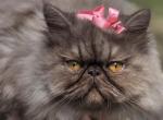 Cinnamon - Persian Kitten For Sale - 