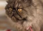 Sapphire's Cinnamon - Exotic Kitten For Sale - Conroe&comma; TX&comma; US