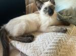 Saki - Balinese Kitten For Sale - Phila&comma; PA&comma; US