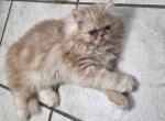 Violet's Male kitten - Persian Kitten For Sale - Greenville&comma; OH&comma; US