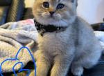 Scottish Folds and Scottish straights - Scottish Fold Kitten For Sale - NY&comma; US
