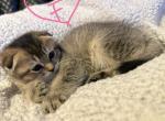 Scottish Folds and Scottish straights - Scottish Fold Kitten For Sale - NY&comma; US