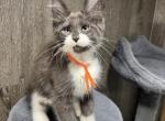Beau - Maine Coon Kitten For Sale - Rogersville&comma; MO&comma; US