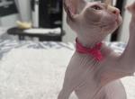 Smudge - Sphynx Kitten For Sale - Pompano Beach&comma; FL&comma; US