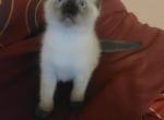 Siamese kitties - Siamese Kitten For Sale - The Bronx&comma; NY&comma; US