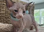 Azule 2 - Sphynx Kitten For Sale - Pompano Beach&comma; FL&comma; US