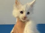 Kraven - Maine Coon Kitten For Sale - 